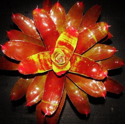 Neoregelia 'Lambert's Pride' | Bromeliad Paradise