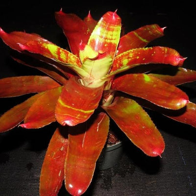 Neoregelia 'Lambert's Pride' | Bromeliad Paradise