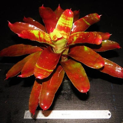 Neoregelia 'Lambert's Pride' | Bromeliad Paradise