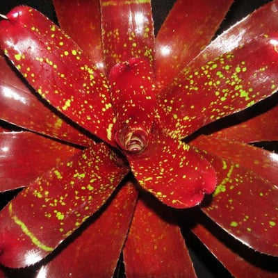 Neoregelia 'Lambert's Pride' X carcharodon | Bromeliad Paradise