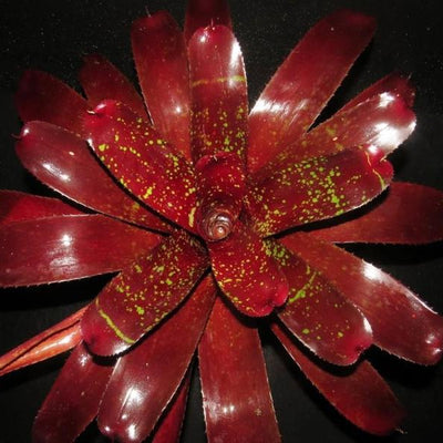 Neoregelia 'Lambert's Pride' X carcharodon | Bromeliad Paradise