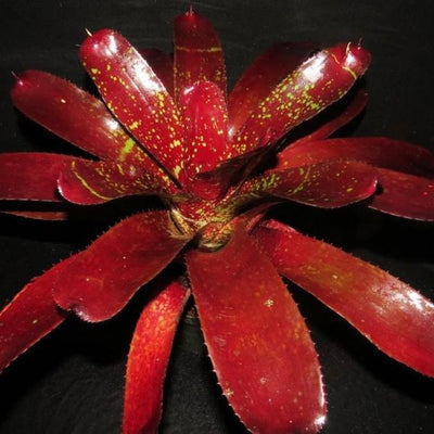Neoregelia 'Lambert's Pride' X carcharodon | Bromeliad Paradise