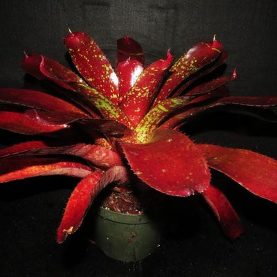 Neoregelia 'Lambert's Pride' X carcharodon | Bromeliad Paradise
