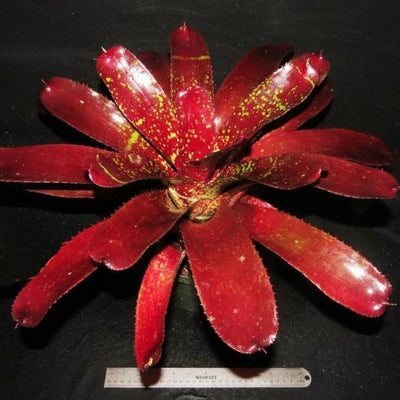 Neoregelia 'Lambert's Pride' X carcharodon | Bromeliad Paradise
