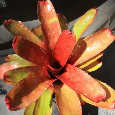 Neoregelia 'Lambert's Pride' x carcharodon 'Tiger' | Bromeliad Paradise