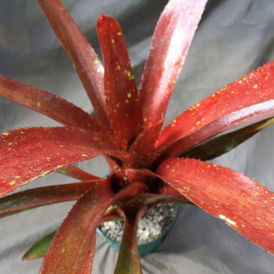 Neoregelia 'Lambert's Pride' x carcharodon 'Tiger' | Bromeliad Paradise