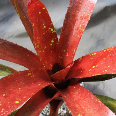 Neoregelia 'Lambert's Pride' x carcharodon 'Tiger' | Bromeliad Paradise