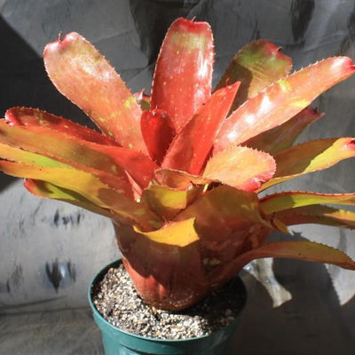 Neoregelia 'Lambert's Pride' x carcharodon 'Tiger' | Bromeliad Paradise