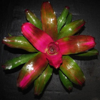 Neoregelia 'Lila' | Bromeliad Paradise