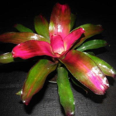 Neoregelia 'Lila' | Bromeliad Paradise