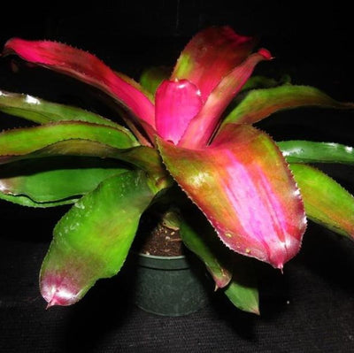 Neoregelia 'Lila' | Bromeliad Paradise