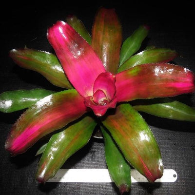 Neoregelia 'Lila' | Bromeliad Paradise
