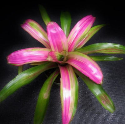 Neoregelia 'Lila' cv. 'Candystripe' | Bromeliad Paradise