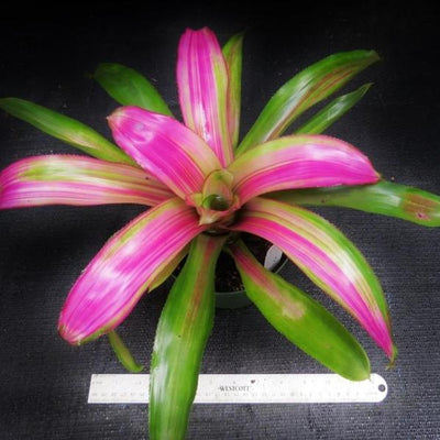 Neoregelia 'Lila' cv. 'Candystripe' | Bromeliad Paradise