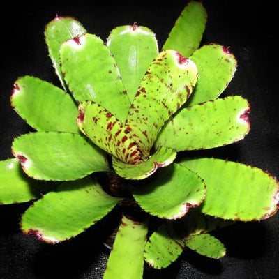 Neoregelia lilliputiana x 'Skotak's Tiger' | Bromeliad Paradise