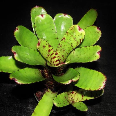 Neoregelia lilliputiana x 'Skotak's Tiger' | Bromeliad Paradise