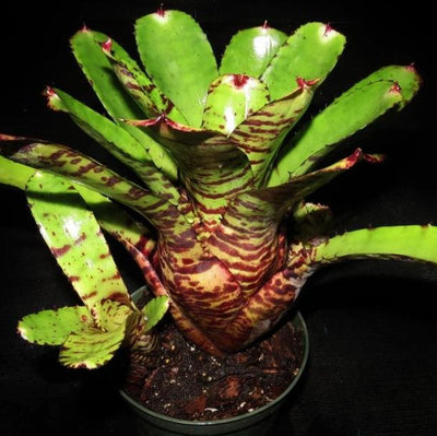 Neoregelia lilliputiana x 'Skotak's Tiger' | Bromeliad Paradise