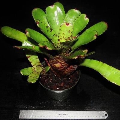 Neoregelia lilliputiana x 'Skotak's Tiger' | Bromeliad Paradise