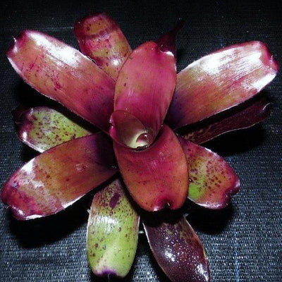 Neoregelia 'Little Africa' | Bromeliad Paradise