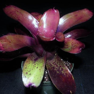 Neoregelia 'Little Africa' | Bromeliad Paradise