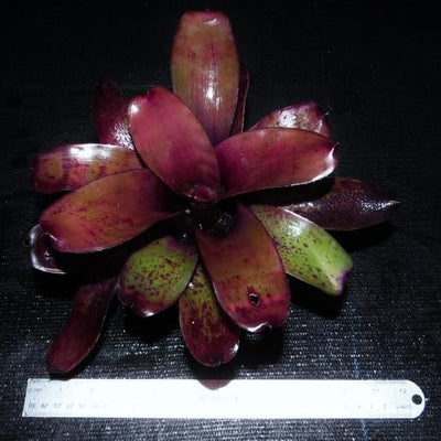 Neoregelia 'Little Africa' | Bromeliad Paradise