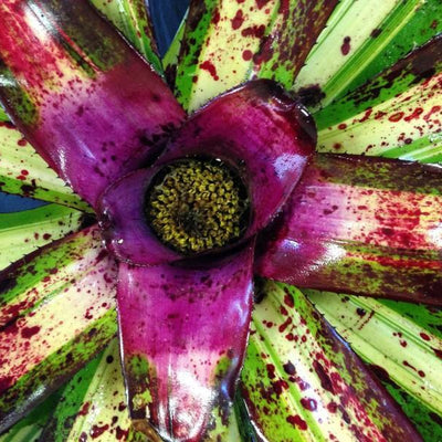 Neoregelia 'Lorena' | Bromeliad Paradise