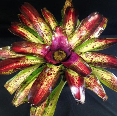 Neoregelia 'Lorena' | Bromeliad Paradise