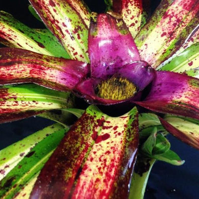 Neoregelia 'Lorena' | Bromeliad Paradise