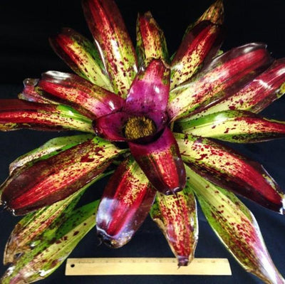 Neoregelia 'Lorena' | Bromeliad Paradise