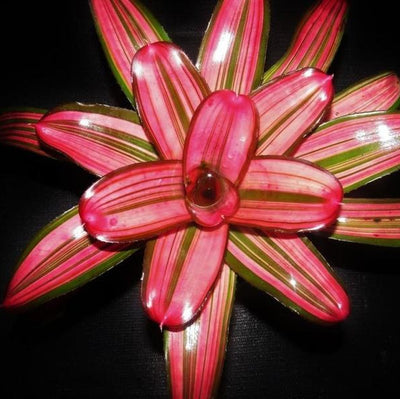 Neoregelia 'Lorena Lector' | Bromeliad Paradise