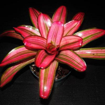 Neoregelia 'Lorena Lector' | Bromeliad Paradise