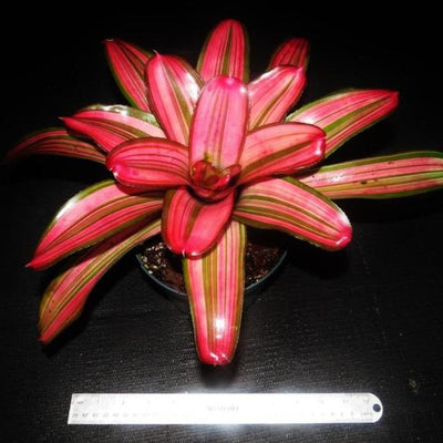Neoregelia 'Lorena Lector' | Bromeliad Paradise
