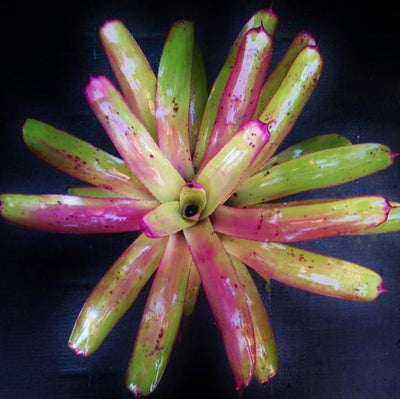 Neoregelia 'Love Letters' x 'Hula Girl' | Bromeliad Paradise