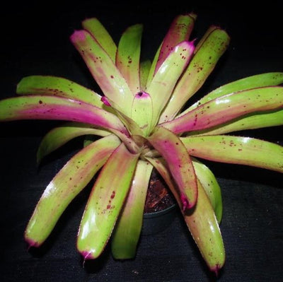 Neoregelia 'Love Letters' x 'Hula Girl' | Bromeliad Paradise
