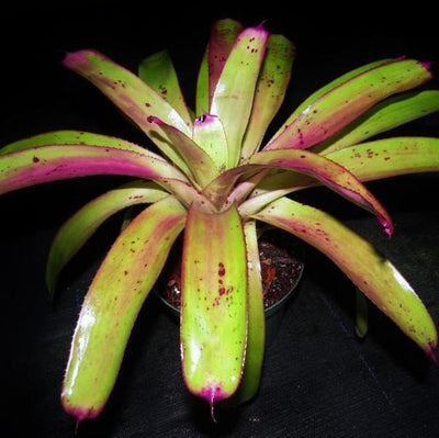 Neoregelia 'Love Letters' x 'Hula Girl' | Bromeliad Paradise