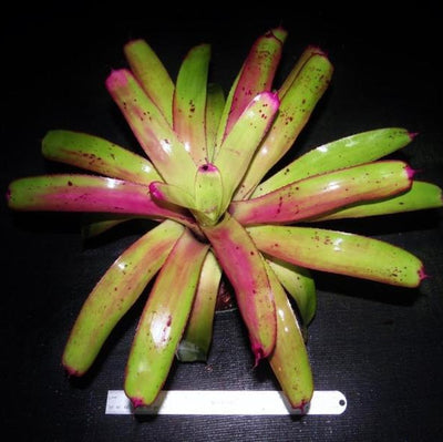 Neoregelia 'Love Letters' x 'Hula Girl' | Bromeliad Paradise