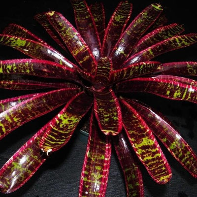Neoregelia 'Lucifer' | Bromeliad Paradise
