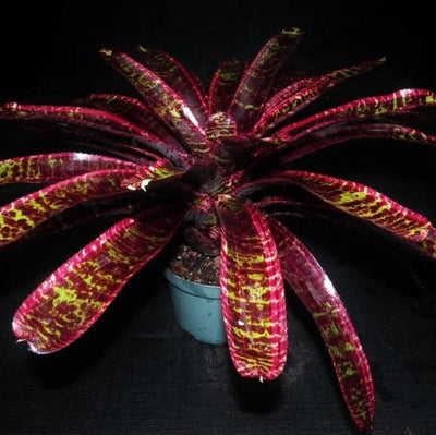 Neoregelia 'Lucifer' | Bromeliad Paradise