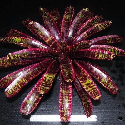 Neoregelia 'Lucifer' | Bromeliad Paradise