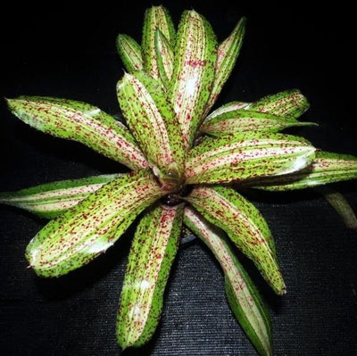 Neoregelia 'Luminosity' | Bromeliad Paradise