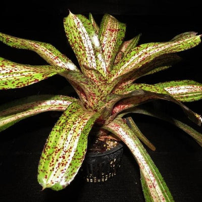 Neoregelia 'Luminosity' | Bromeliad Paradise