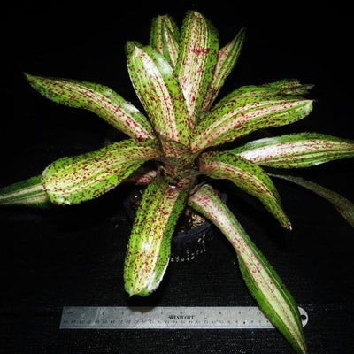 Neoregelia 'Luminosity' | Bromeliad Paradise