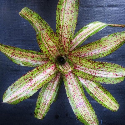 Neoregelia 'Luminosity' | Bromeliad Paradise