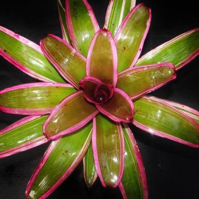 Neoregelia 'Luna' | Bromeliad Paradise