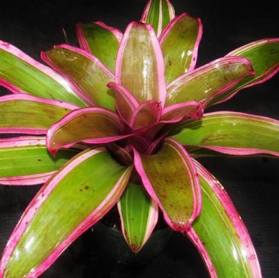 Neoregelia 'Luna' | Bromeliad Paradise