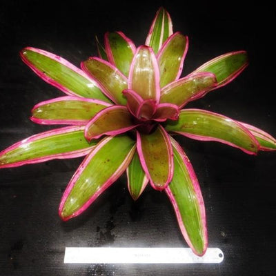 Neoregelia 'Luna' | Bromeliad Paradise