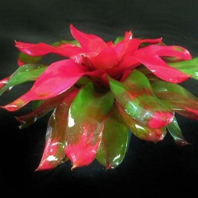 Neoregelia 'Magali' | Bromeliad Paradise