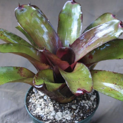 Neoregelia 'Mandela' x 'Midnight' | Bromeliad Paradise