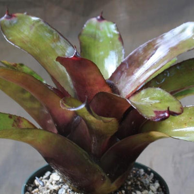 Neoregelia 'Mandela' x 'Midnight' | Bromeliad Paradise