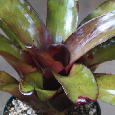 Neoregelia 'Mandela' x 'Midnight' | Bromeliad Paradise